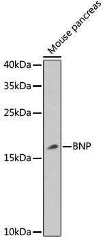 NPPB Antibody
