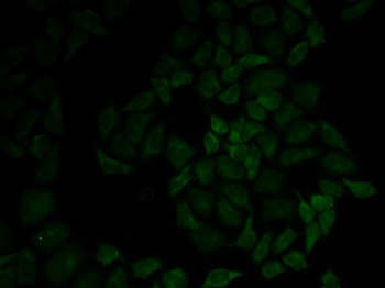 MSN Antibody