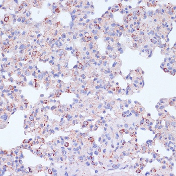 CD18 Antibody