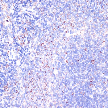 CD18 Antibody