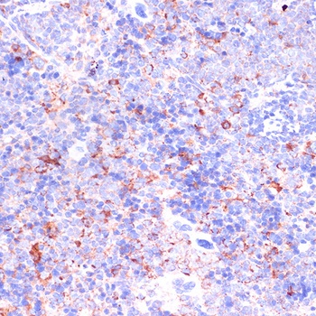 CD18 Antibody