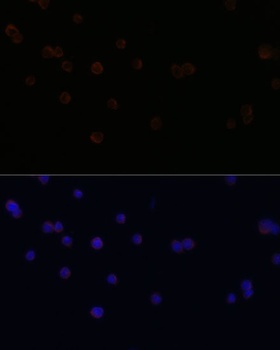 CD18 Antibody