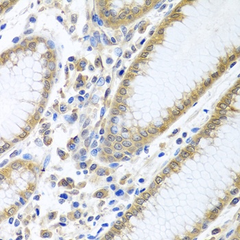 EIF4E Antibody