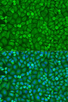 EIF4E Antibody