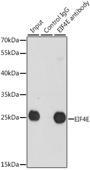 EIF4E Antibody