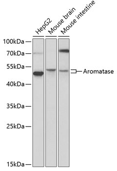 CYP19A1 Antibody
