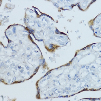 CYP19A1 Antibody