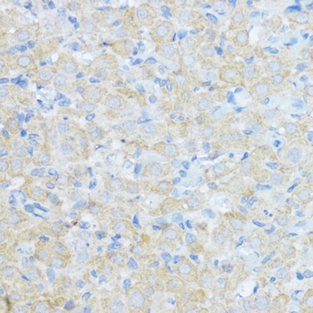 CYP19A1 Antibody