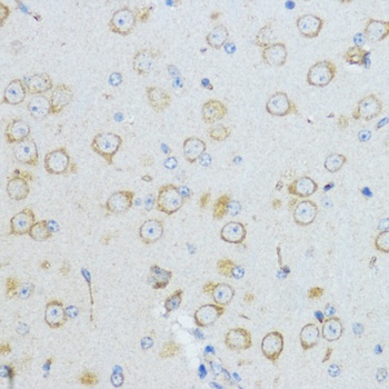 CYP19A1 Antibody