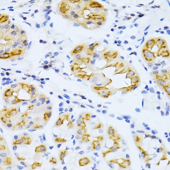 CYP2E1 Antibody