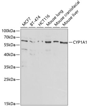 CYP1A1 Antibody