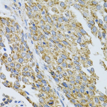CYP1A1 Antibody