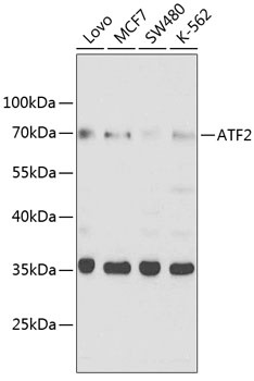 ATF2 Antibody
