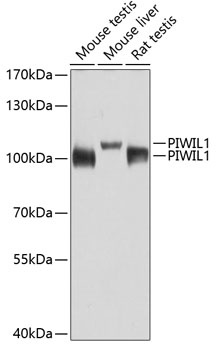 PIWIL1 Antibody