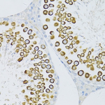 PIWIL1 Antibody