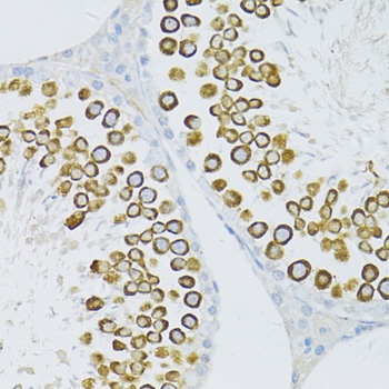 Piwil1 Antibody