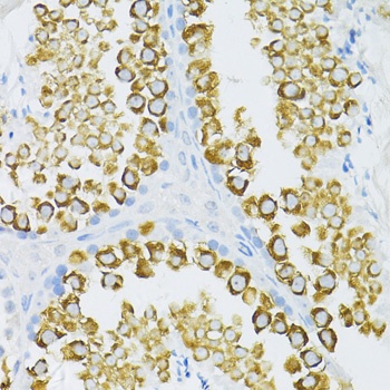 PIWIL1 Antibody