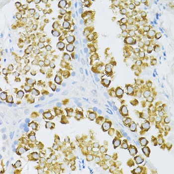 Piwil1 Antibody