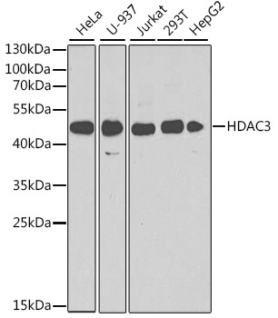 HDAC3 Antibody