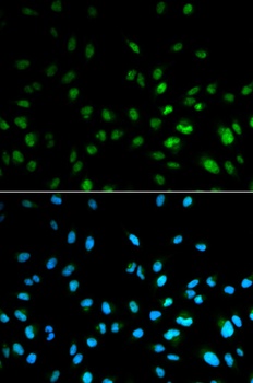 HDAC3 Antibody