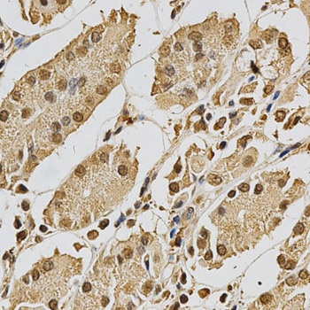 XRCC3 Antibody