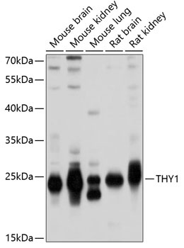 THY1 Antibody