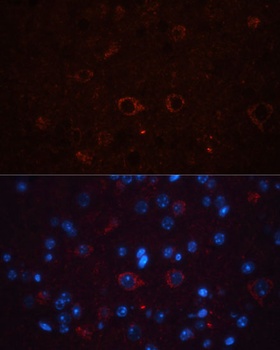 THY1 Antibody