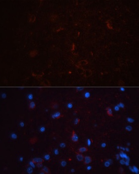 THY1 Antibody