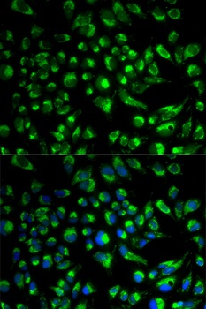 SPAM1 Antibody