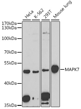 MAPK7 Antibody