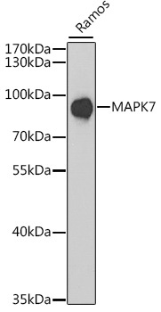 MAPK7 Antibody