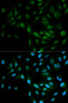 MAPK7 Antibody