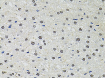 PPP4C Antibody