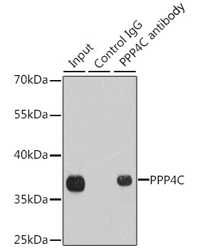 PPP4C Antibody