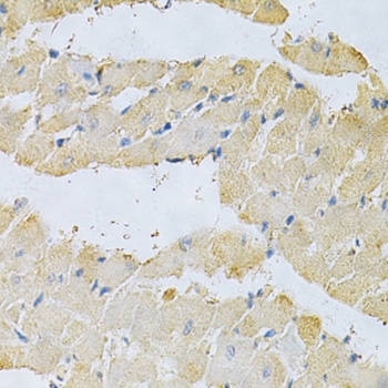 PPA1 Antibody