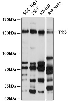 TrkB Antibody