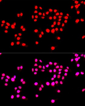 MKI67 Antibody