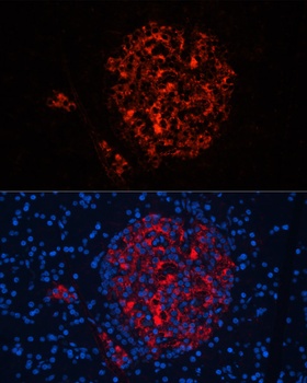 INS Antibody