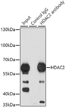 HDAC2 Antibody