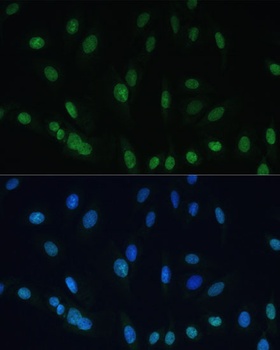 H2AFX Antibody