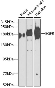 EGFR Antibody