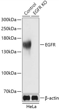 EGFR Antibody