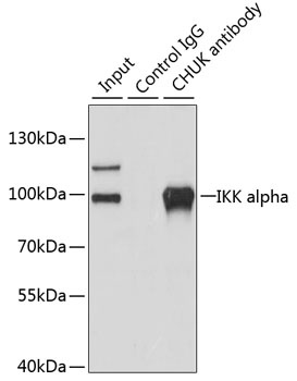 CHUK Antibody