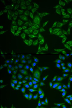 CD247 Antibody