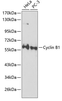 CCNB1 Antibody