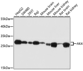 AK4 Antibody