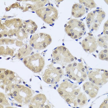 CDC45 Antibody