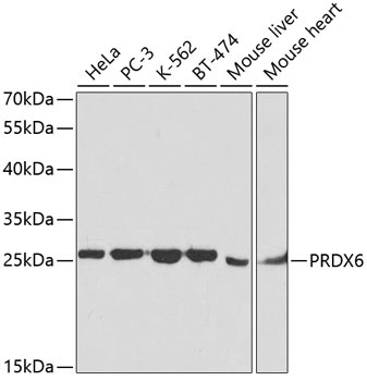 PRDX6 Antibody