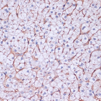 NT5E Antibody
