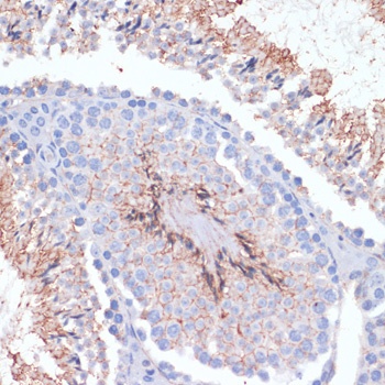 NT5E Antibody